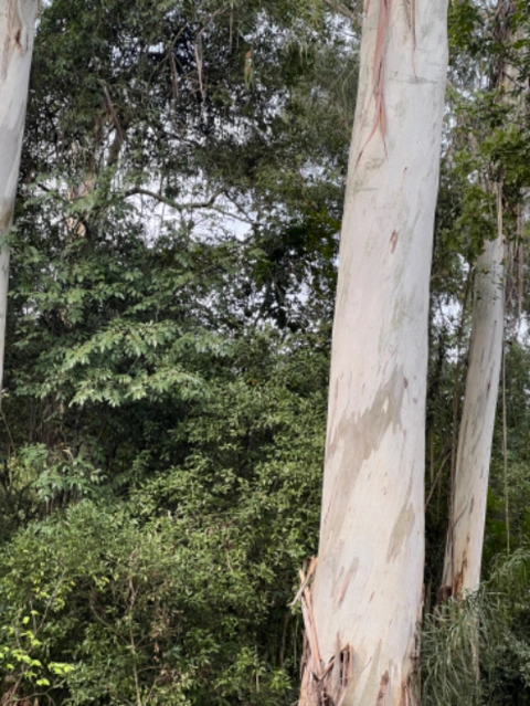 Imagem Compro Eucalipto em Pé Imagem Compro Eucalipto em Pé