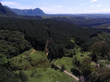 Imagem Compro Eucalipto em Pé Imagem Compro Eucalipto em Pé