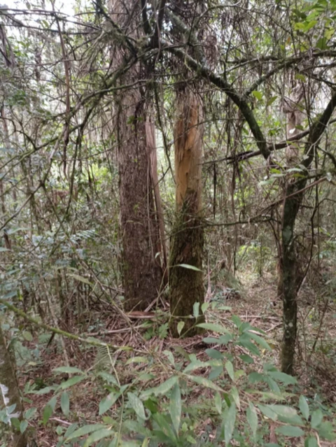 Imagem Compro Eucalipto em Pé Imagem Compro Eucalipto em Pé