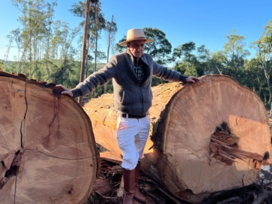 Compro Eucalipto em Pé Imagem Compro Eucalipto em Pé