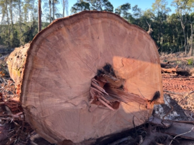 Imagem Compro Eucalipto em Pé Imagem Compro Eucalipto em Pé