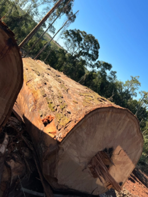 Imagem Compro Eucalipto em Pé Imagem Compro Eucalipto em Pé