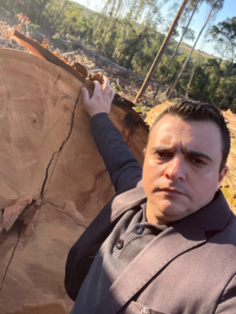 Imagem Compro Eucalipto em Pé Imagem Compro Eucalipto em Pé