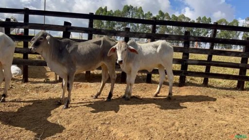 Bezerras Tabapuã Imagem Bezerras Tabapuã