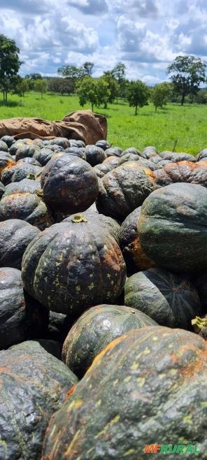 Abóbora Cabotiá, Cabotia Imagem Abóbora Cabotiá, Cabotia