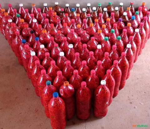 Pimenta Malagueta Na Conversa De água e sal Imagem Pimenta Malagueta Na Conversa De água e sal