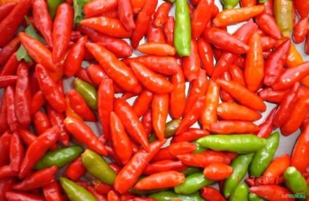 Pimenta Malagueta em grande escala Imagem Pimenta Malagueta em grande escala