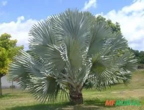 Palmeira Bismarckia
