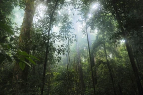 COMPRO Área de Floresta Virgem para preservação ambiental (não precisa ser crédito de carbono)