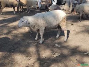 Vende-se carneiro reprodutor ilê de france