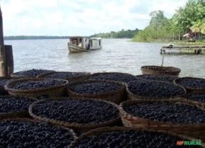 Açaizal no Marajó, investidores