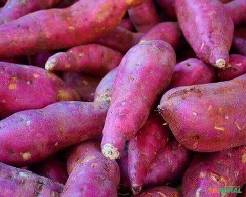 Vendo Batata Doce Imagem Vendo Batata Doce