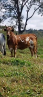 Mini Vacas e Mini Touros Nelore