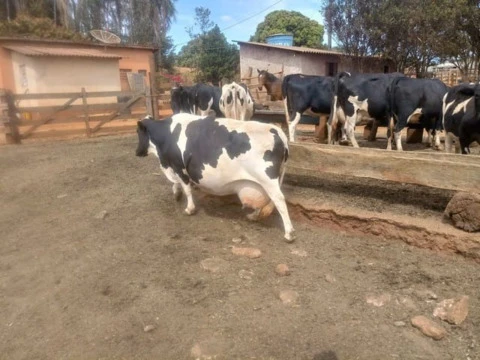 Mini Vacas e Mini Touros Nelore