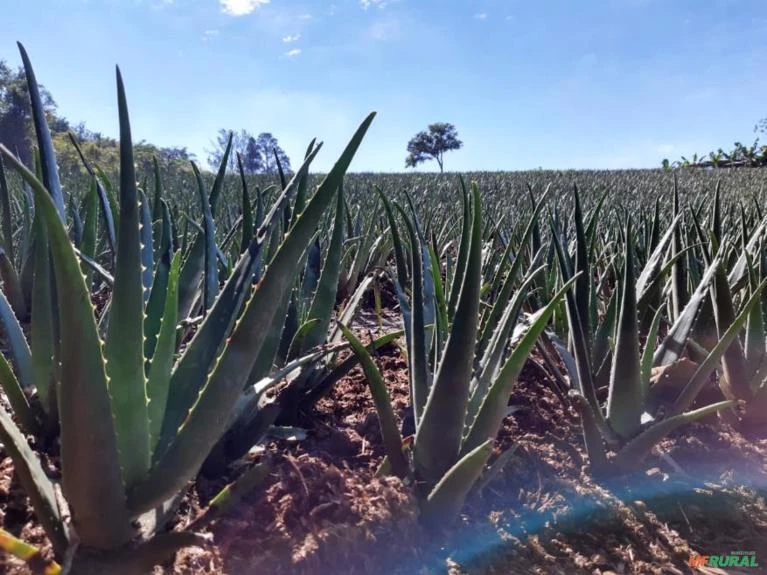 Babosa      (Aloe Barbadensis Miller)