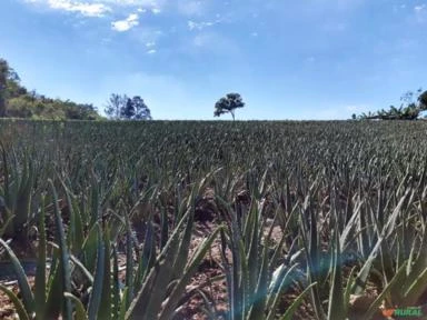 Babosa      (Aloe Barbadensis Miller)