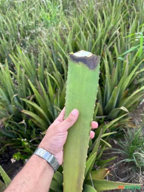 Babosa      (Aloe Barbadensis Miller)