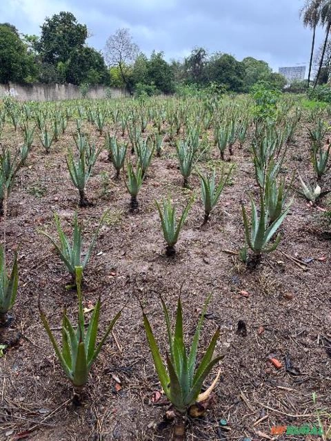 Mudas de Babosa Imagem Mudas de Babosa