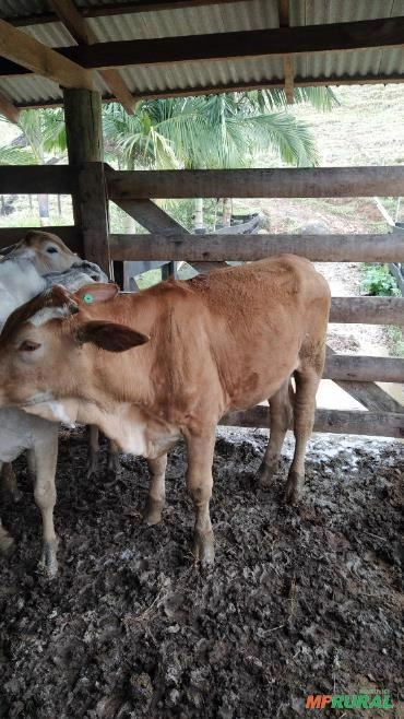 Imagem Novilhas a venda Imagem Novilhas a venda