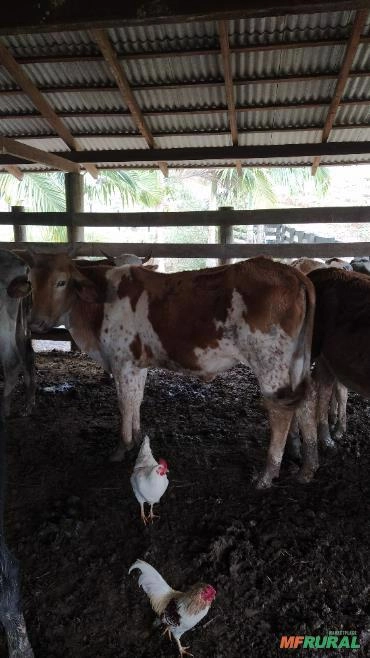 Imagem Novilhas a venda Imagem Novilhas a venda