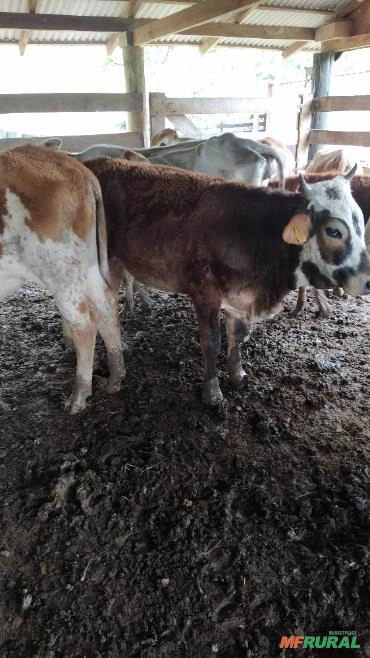 Imagem Novilhas a venda Imagem Novilhas a venda
