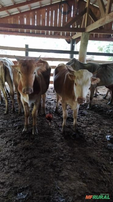 Novilhas a venda Imagem Novilhas a venda