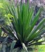 Furcraea foetida Imagem Furcraea foetida