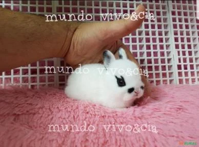 Mini coelho anão