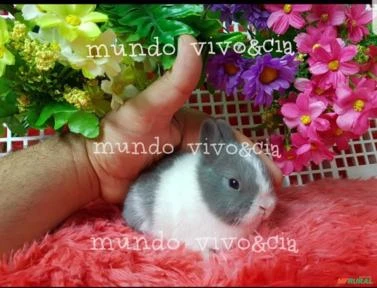 Mini coelho anão