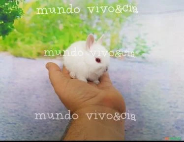 Mini coelho anão