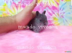 Mini coelho anão