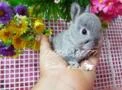 Mini coelho anão (mundo vivoecia)