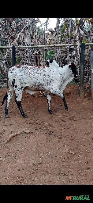 Nelore Pintando Imagem Nelore Pintando