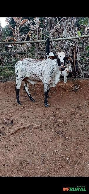 Imagem Nelore Pintando Imagem Nelore Pintando