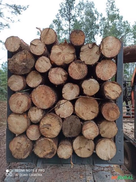 Toras de Pinus Taeda Imagem Toras de Pinus Taeda