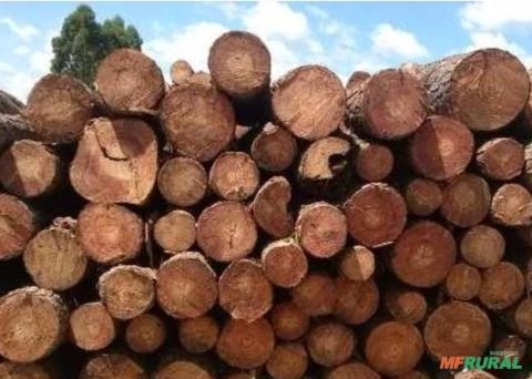 Toras / torinhas de Pinus 1m Imagem Toras / torinhas de Pinus 1m