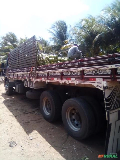 William coco verde Imagem William coco verde