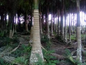 Palmeira imperial