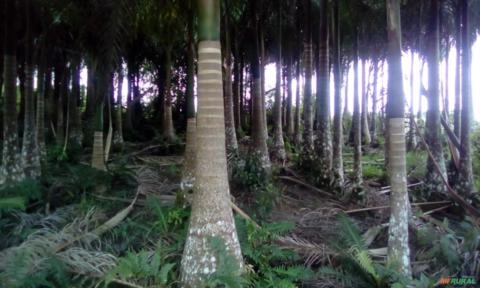 Palmeira imperial Imagem Palmeira imperial