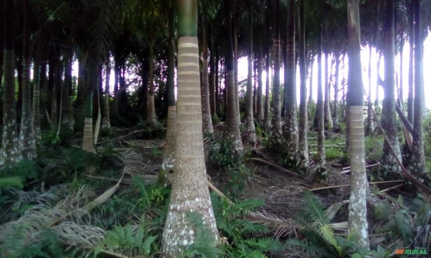 Palmeira imperial Imagem Palmeira imperial