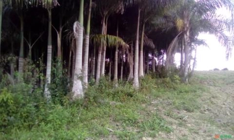 Imagem Palmeira imperial Imagem Palmeira imperial