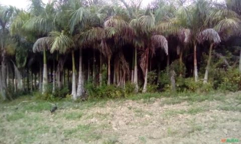 Imagem Palmeira imperial Imagem Palmeira imperial