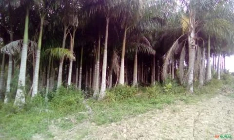 Imagem Palmeira imperial Imagem Palmeira imperial