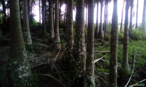 Imagem Palmeira imperial Imagem Palmeira imperial