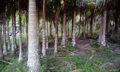 Imagem Palmeira imperial Imagem Palmeira imperial