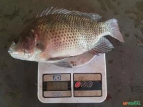 Tilapia viva em Trindade