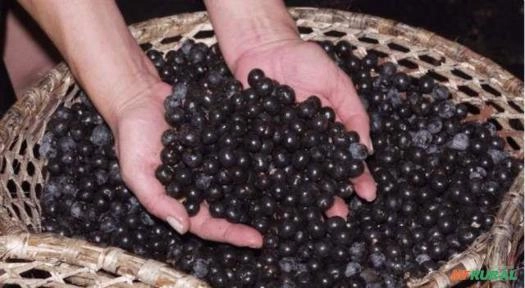 Açai Polpa Imagem Açai Polpa