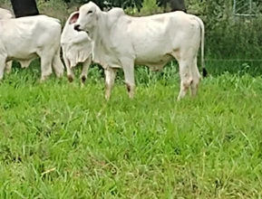 Vacas e Novilhas Tabapua P.O