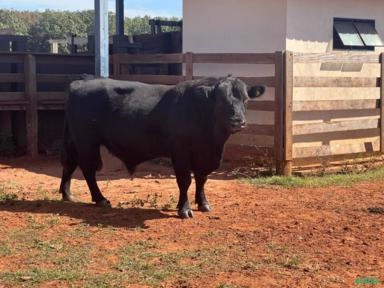 Touro P.O Aberdeen Angus - Venda de Touro de Raça Imagem Touro P.O Aberdeen Angus - Venda de Touro de Raça