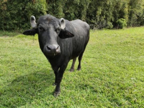 Búfalo para Corte